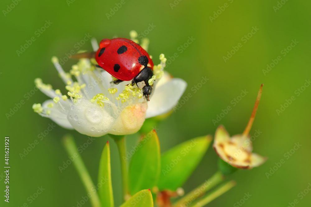 Obraz premium Beautiful ladybug on leaf defocused background