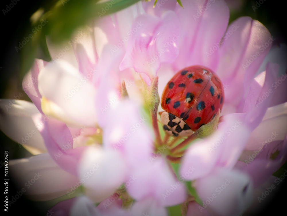 Ladybug on white flower. Coccinella septempunctata Ladybug on white flower. Coccinella septempunctata