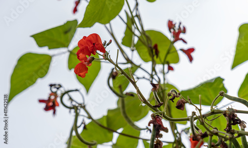 Foto Several blossoms of a scarlet runner bean and green foliage