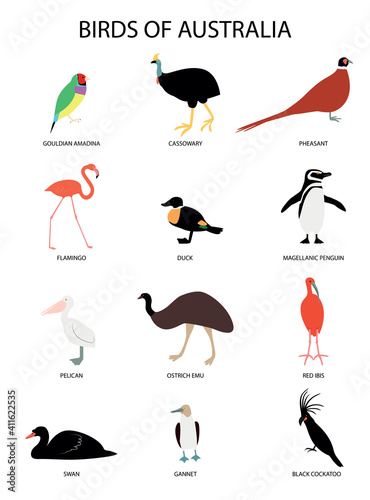 Set with birds of Australia -gouldian amadina, flamingo, cassowary, duck,pheasant, magellanic penguin, pelican, swan, ostrich emu. gannet, red ibis, black cockatoo.