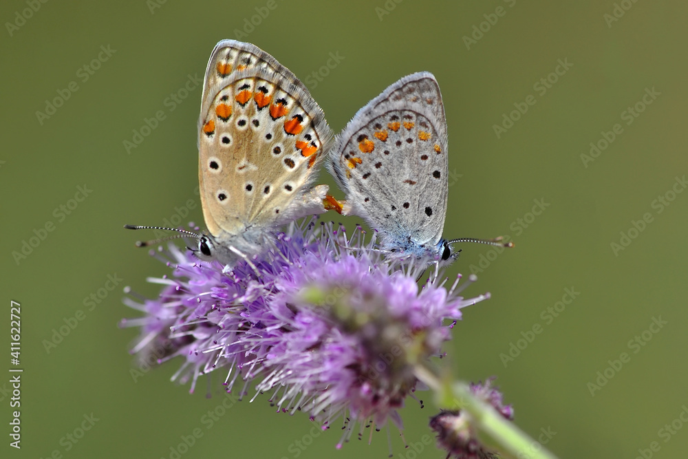 Obraz premium Macro shots, Beautiful nature scene. Closeup beautiful butterfly sitting on the flower in a summer garden.