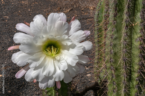 Golden torch (echinopsis spachiana) bright white cactus blossom with yellow center photo