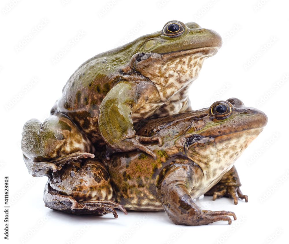 Fototapeta premium The frog is sitting on the frog.