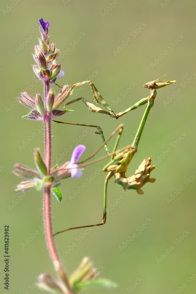 Close up of pair of Beautiful European mantis ( Mantis religiosa ) Close up of pair of Beautiful European mantis ( Mantis religiosa )