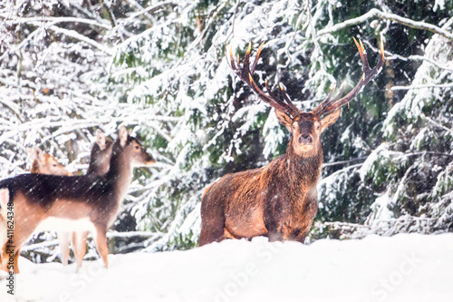 Deer with large Horns with snow looking at camera during snowfall. Winter wildlife Christmas landscape with noble deers in natural habitat. photo