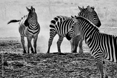 A herd of zebras stirring up dust in the afternoon sun  as their herd grazes.