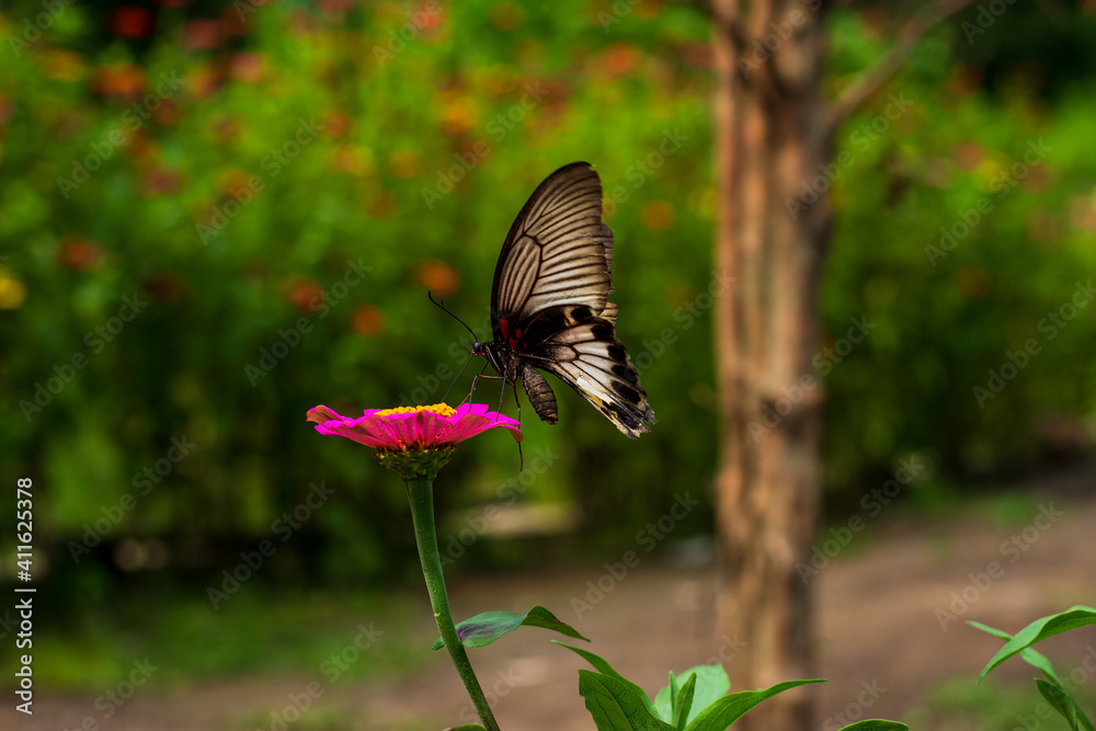 Fototapeta premium Monarch orange butterfly and bright summer flowers on a background of blue foliage in a fairy garden. Macro artistic image.