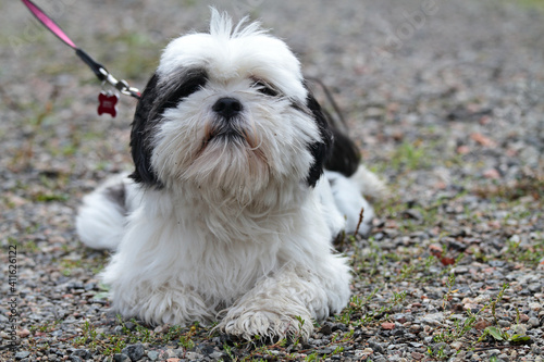 Fotografie Small and sweet Lhasa apso  resting on a country road