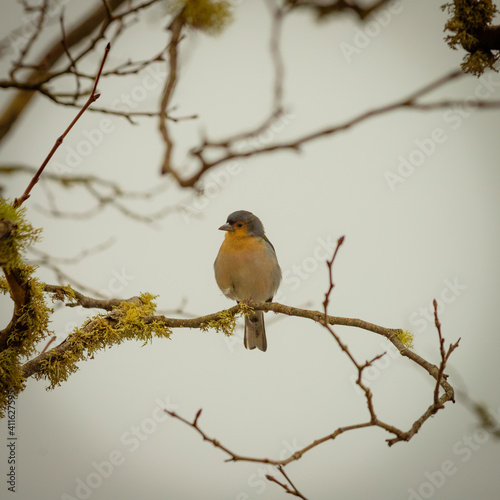 bird on branch