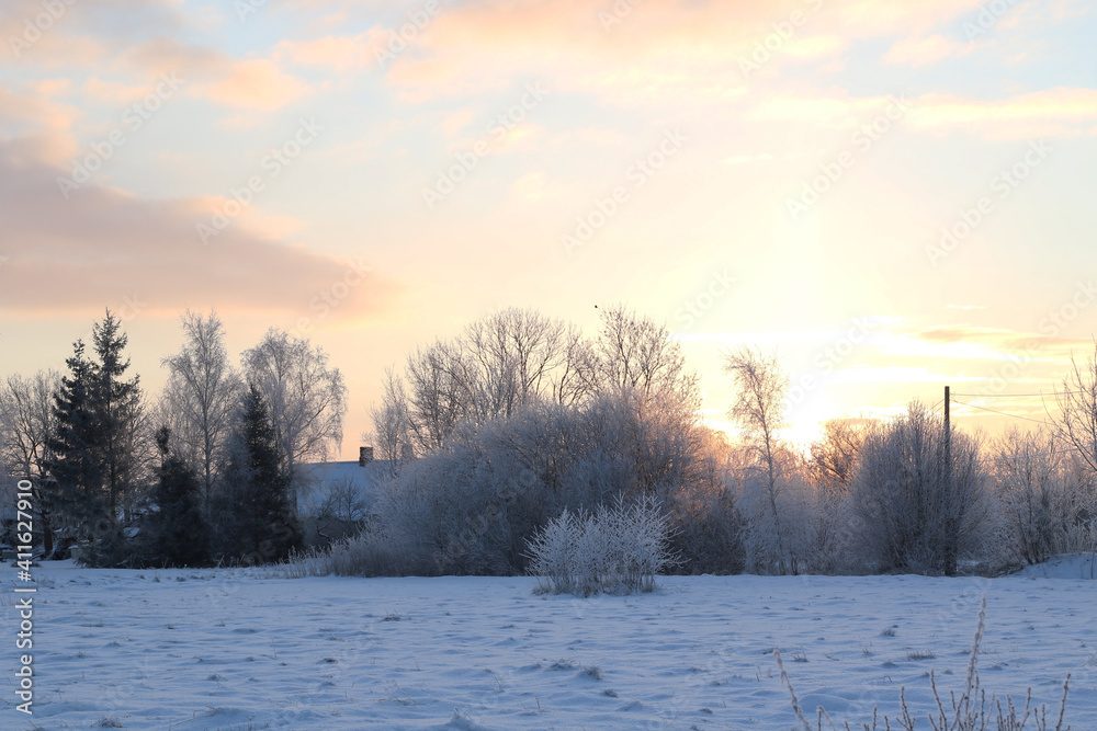 early winter morning with field and trees early winter morning with field and trees