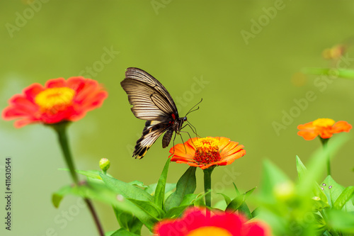 Monarch orange butterfly and bright summer flowers on a background of blue foliage in a fairy garden. Macro artistic image. © gunungkawi