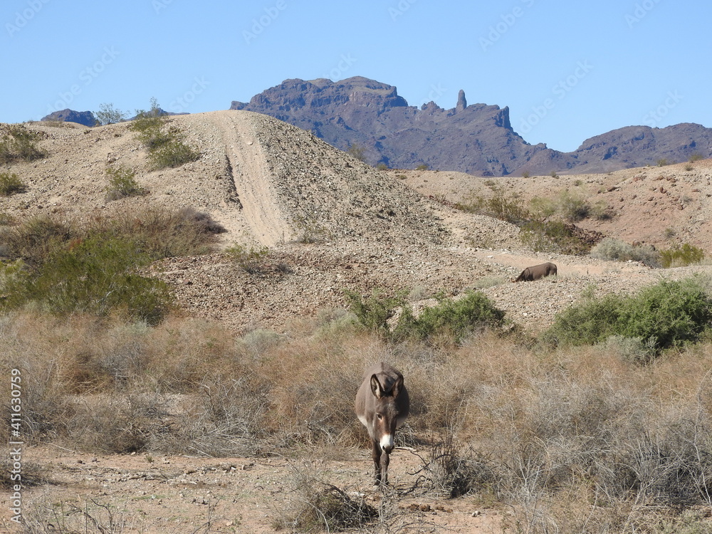 Wild burro living in the Mojave Desert, Parker Dam area, San Bernardino County, California. Wild burro living in the Mojave Desert, Parker Dam area, San Bernardino County, California.
