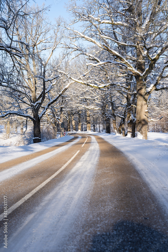 the frozen asphalt road leads through a white snowy linden alley and the road has a white stripe in the middle