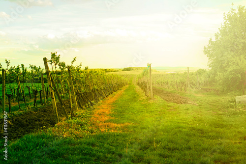 Vineyards during the sunset.Summer shot. High quality photo.