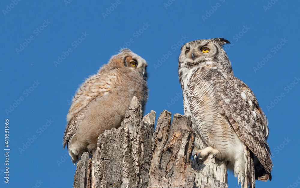 great horned owls on tree great horned owls on tree