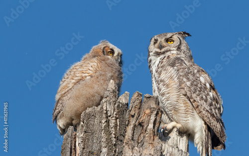 great horned owls on tree