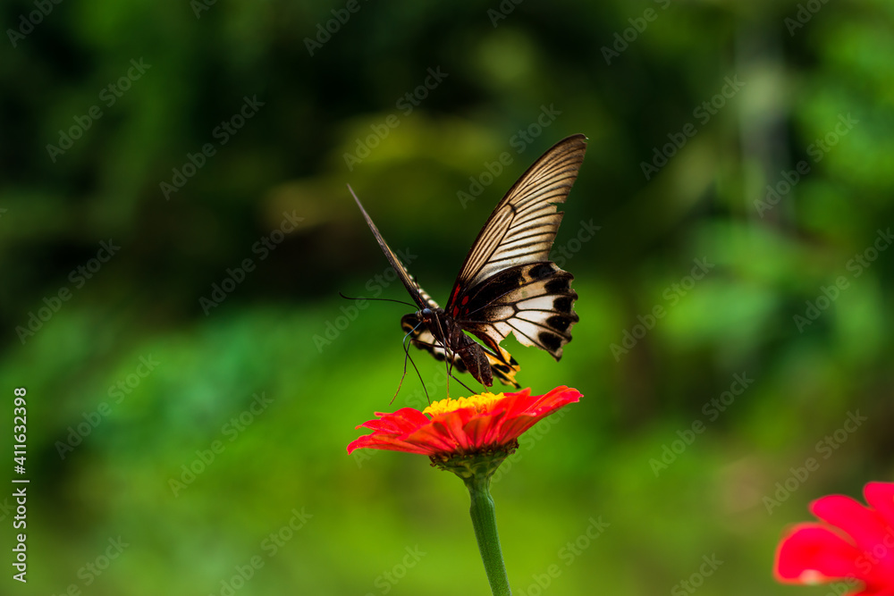 Fototapeta premium Monarch orange butterfly and bright summer flowers on a background of blue foliage in a fairy garden. Macro artistic image.