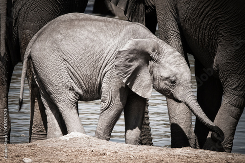 Canvas Print cute elephant in front of the herd