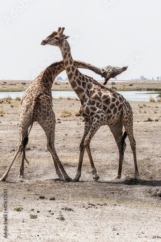 two fighting giraffe bulls