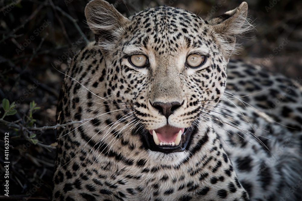 Fototapeta premium closeup portrait of a resting young leopard