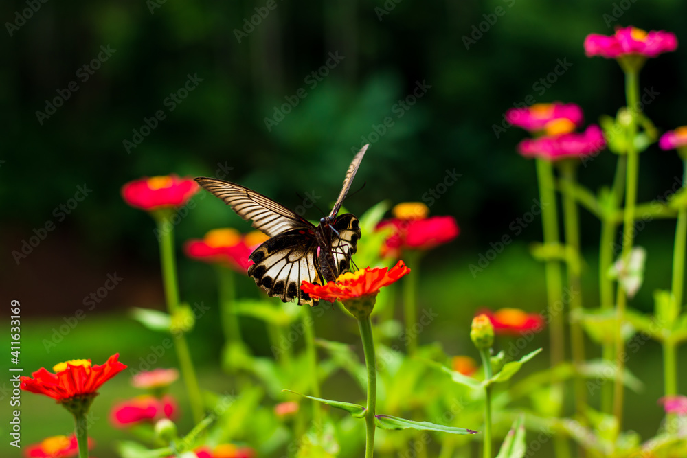 Monarch orange butterfly and bright summer flowers on a background of blue foliage in a fairy garden. Macro artistic image. Monarch orange butterfly and bright summer flowers on a background of blue foliage in a fairy garden. Macro artistic image.