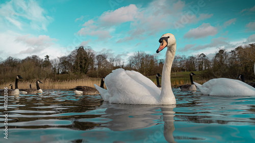 Large White British Mute Swan Swans low water level view close up macro photography on lake in Hertfordshire with canadian geese in background