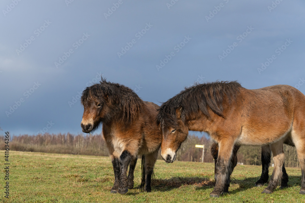 Herd of wild Exmoor ponies, Equus ferus Caballus, graze in a nature reserve Herd of wild Exmoor ponies, Equus ferus Caballus, graze in a nature reserve