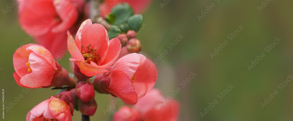 Red flowers on tree branches.