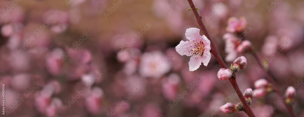 Fototapeta premium Blooming plum tree.