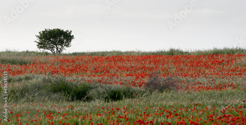 Field of red poppy anemone flowers and a lonely almond tree in spring.