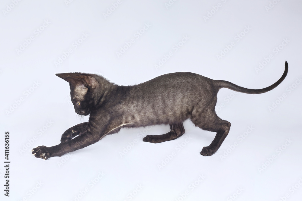 playful black kitten of the Cornish Rex breed. photo shoot on a white background