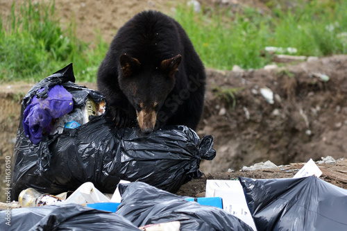 black bear at the dump