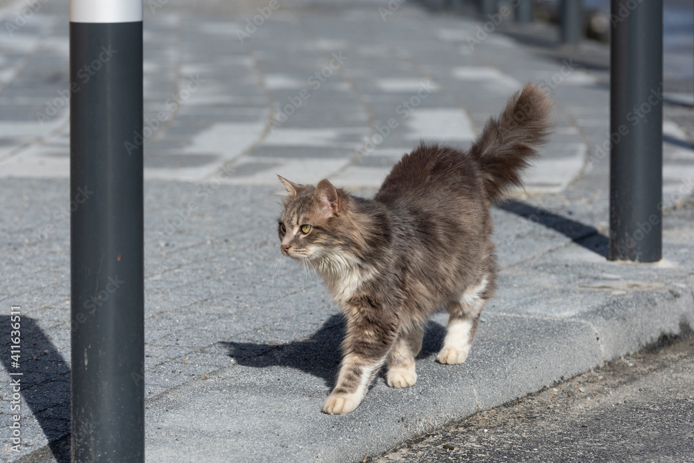Cat in Istanbul, Turkey. Homeless Cute Cat.