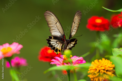 Flowers daisies in summer spring meadow on background blue sky with white clouds, flying orange butterfly, wide format. Summer natural idyllic pastoral landscape, copy space. © gunungkawi