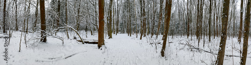 ein winterlicher Wald  mit sehr viel Schnee
