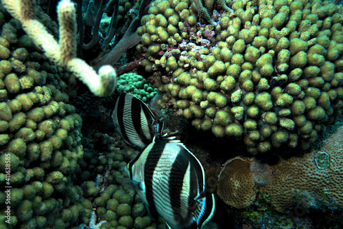 Fototapeta Naklejka Na Ścianę i Meble -  coral reef with fish