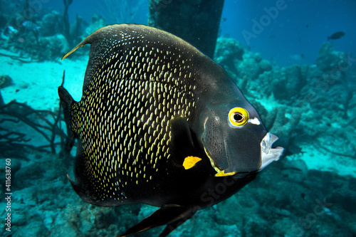 tropical angel fish on the reef in bonaire