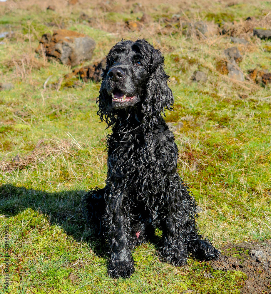 cocker spaniel preto na natureza cocker spaniel preto na natureza