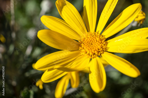 yellow flowers in the garden