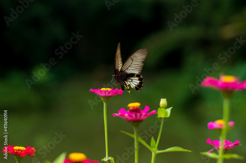 Flowers daisies in summer spring meadow on background blue sky with white clouds, flying orange butterfly, wide format. Summer natural idyllic pastoral landscape, copy space.