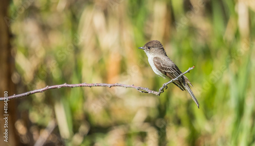 Flycatcher Phoebe bird on tree branch photo