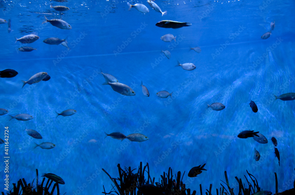 Fototapeta premium Small grey fishes swimming in blue glass aquarium