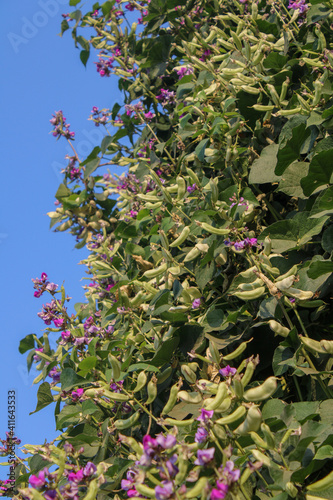 Closeup shot of hyacinth bean tree with beans and purple flowers photo