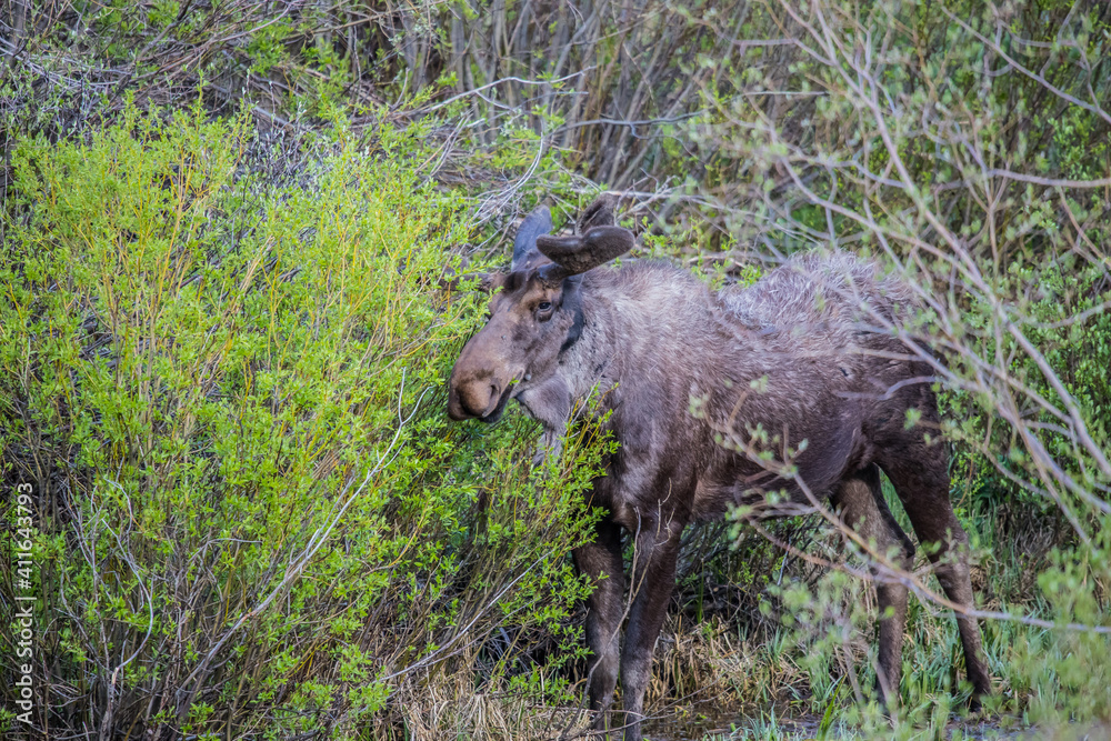 spring bull moose in swamp spring bull moose in swamp