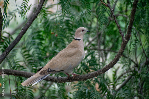 Eurasian Collared-Dove (Streptopelia decaocto) perching on a tree branch