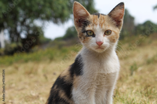 Felino