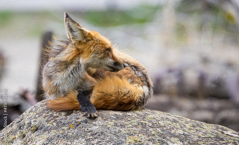 red fox mothers with kits playing in rusty equipment red fox mothers with kits playing in rusty equipment