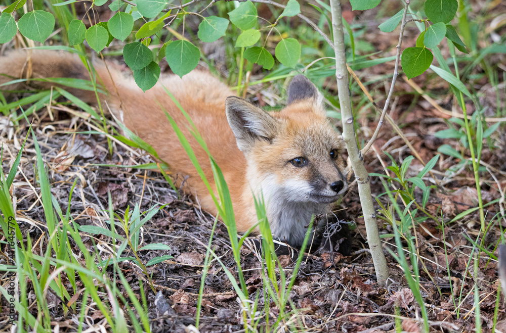 Obraz premium red fox mothers with kits playing in rusty equipment