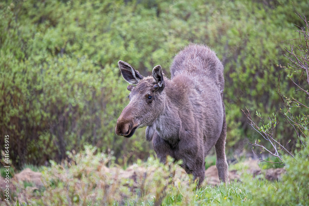 young bull moose in spring willows young bull moose in spring willows
