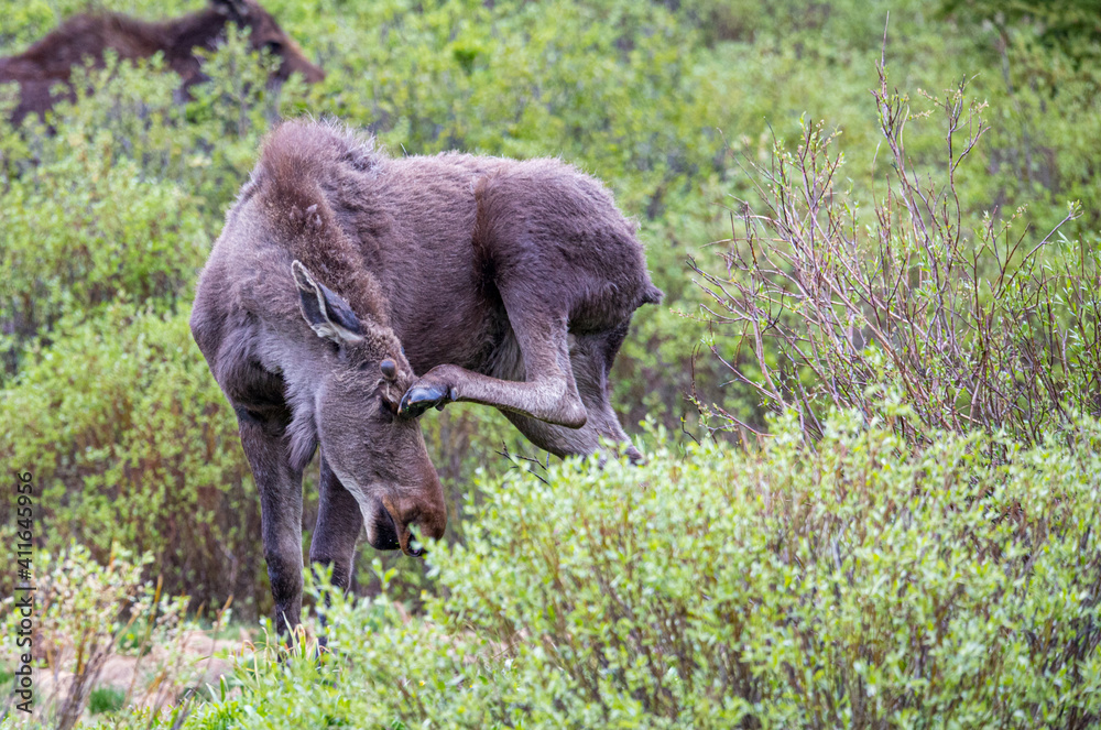 Fototapeta premium young bull moose in spring willows